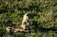 Serengeti