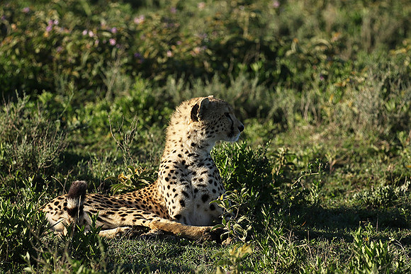 Serengeti