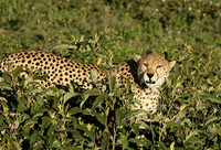Serengeti