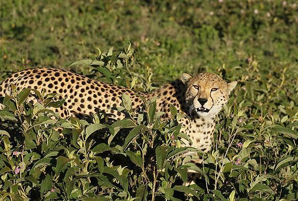 Serengeti
