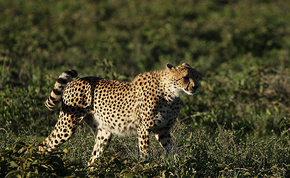 Serengeti