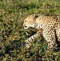 Serengeti