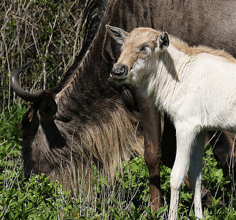 Serengeti