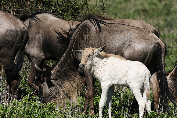 Serengeti