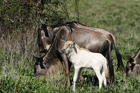 Serengeti