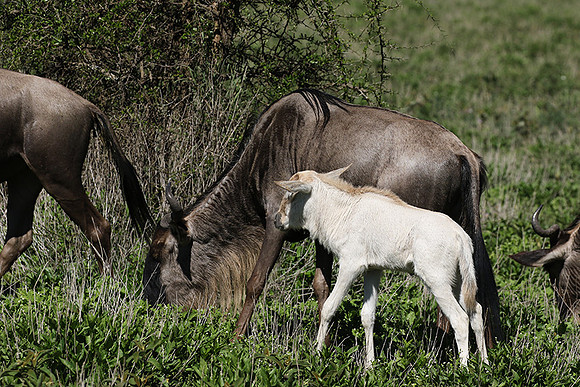 Serengeti