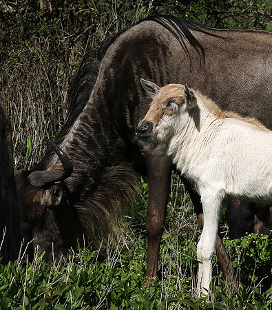 Serengeti