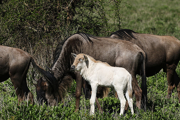 Serengeti