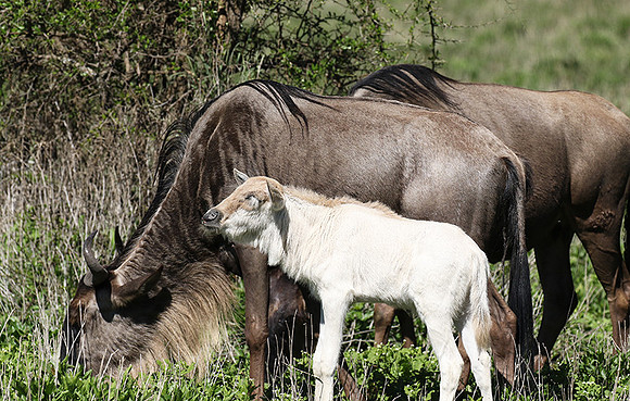 Serengeti