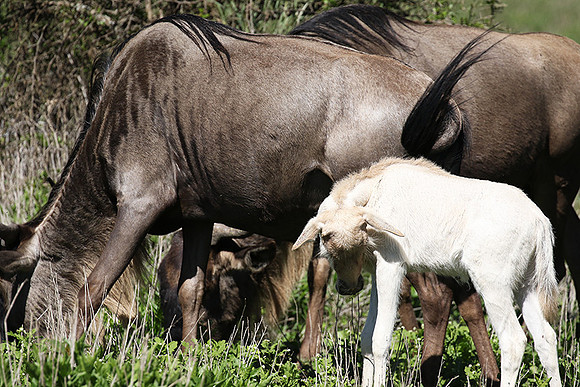 Serengeti