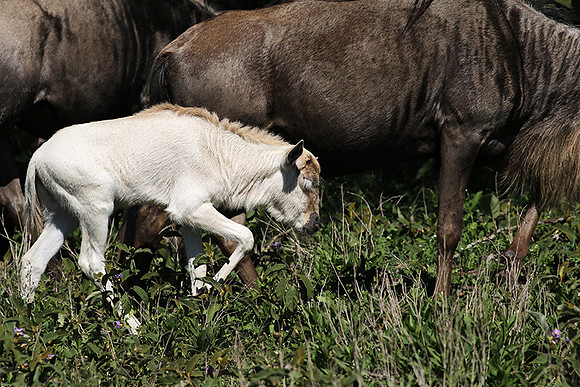 Serengeti