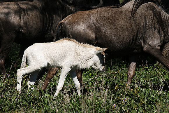 Serengeti