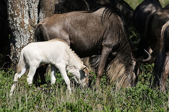 Serengeti