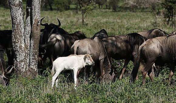 Serengeti