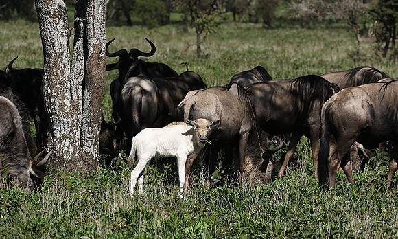 Serengeti