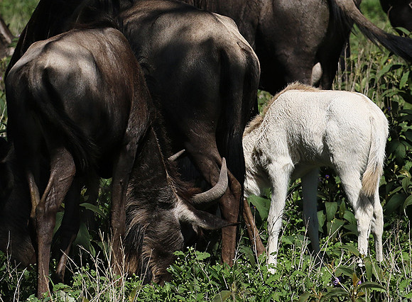 Serengeti