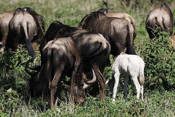 Serengeti