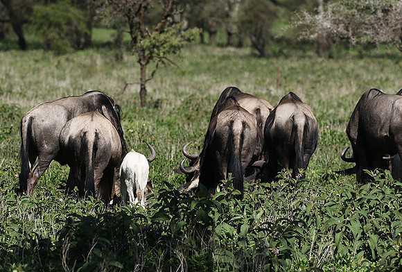 Serengeti