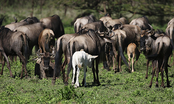 Serengeti