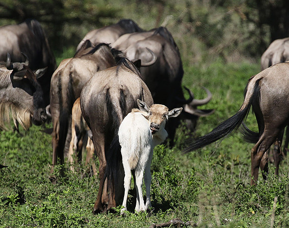 Serengeti