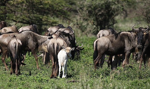 Serengeti