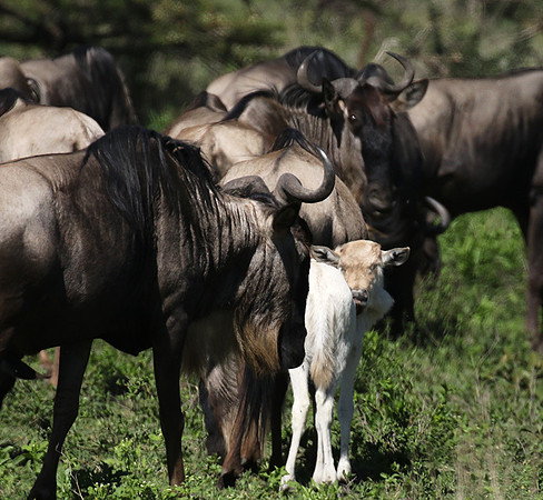 Serengeti