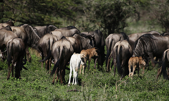 Serengeti