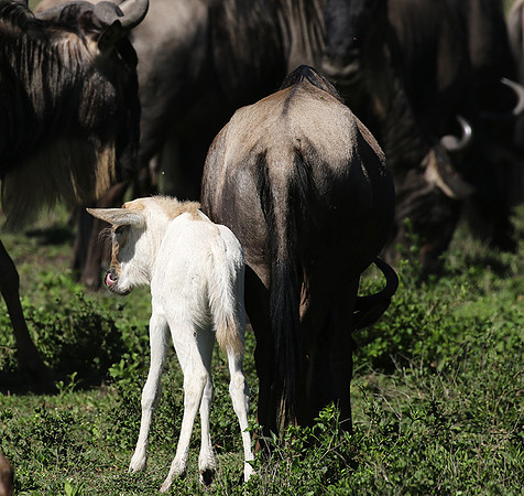 Serengeti