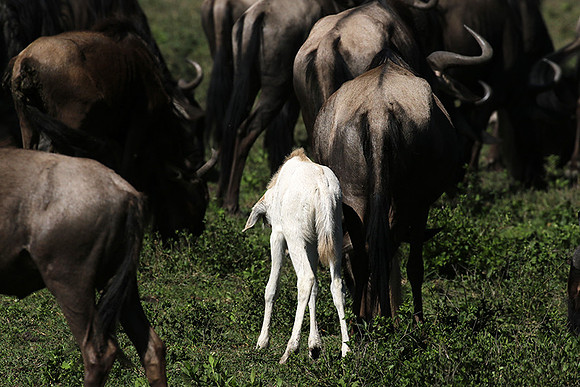 Serengeti