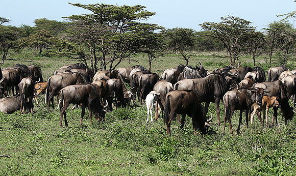 Serengeti