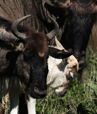 Serengeti