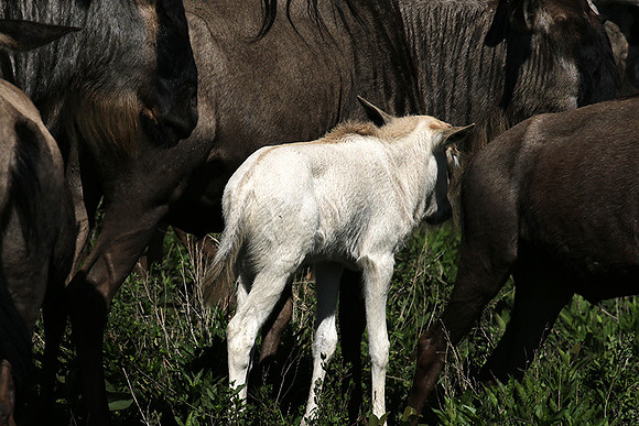 Serengeti