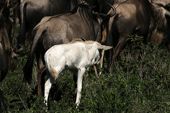Serengeti