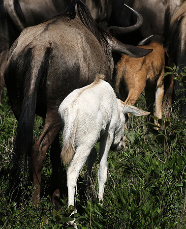 Serengeti