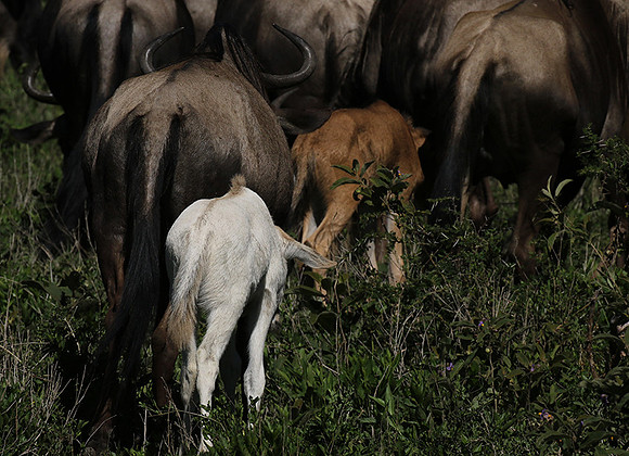 Serengeti