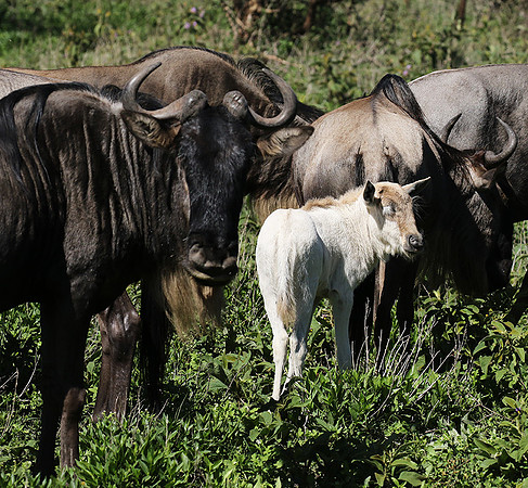 Serengeti