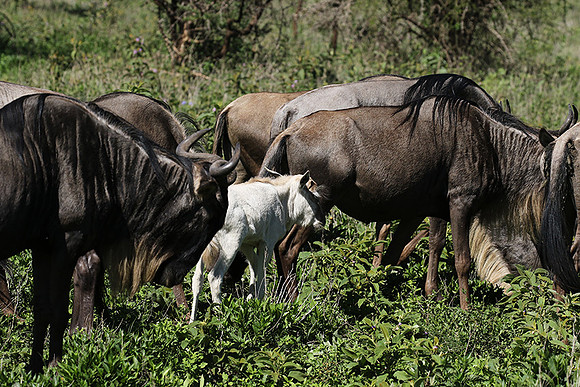 Serengeti