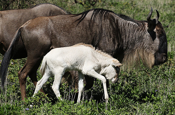 Serengeti