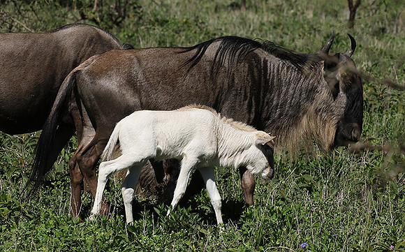 Serengeti