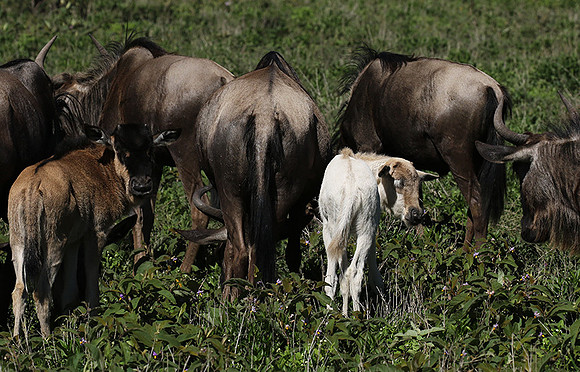 Serengeti
