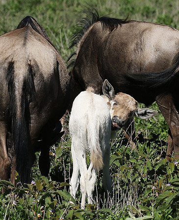 Serengeti