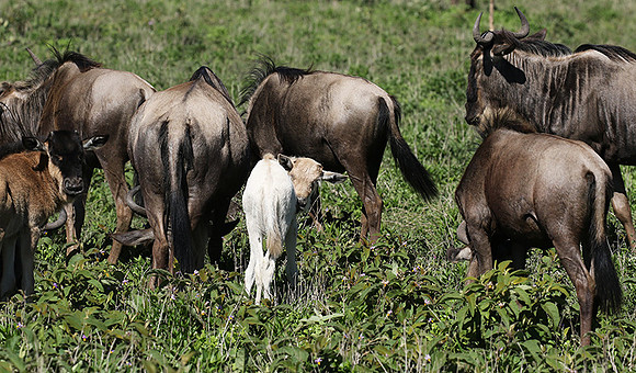 Serengeti