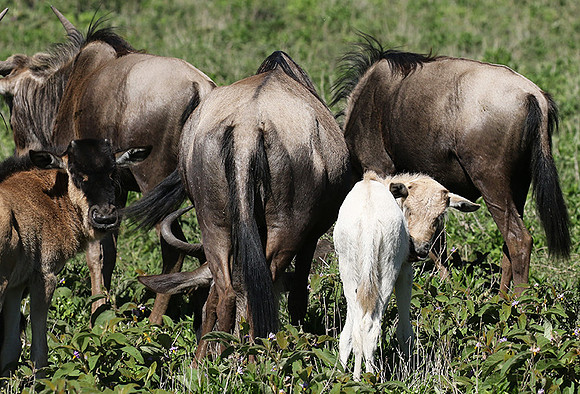 Serengeti