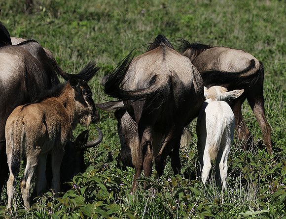 Serengeti