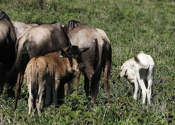 Serengeti
