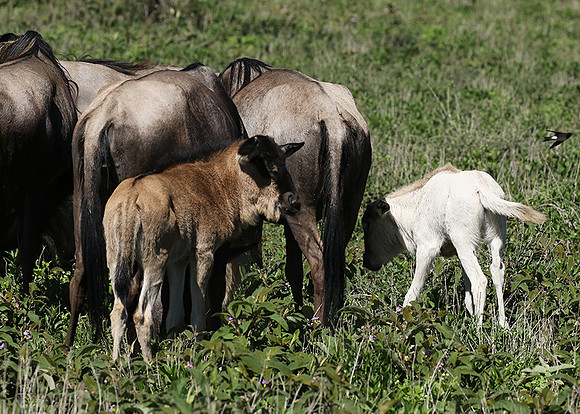 Serengeti