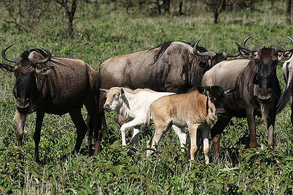 Serengeti