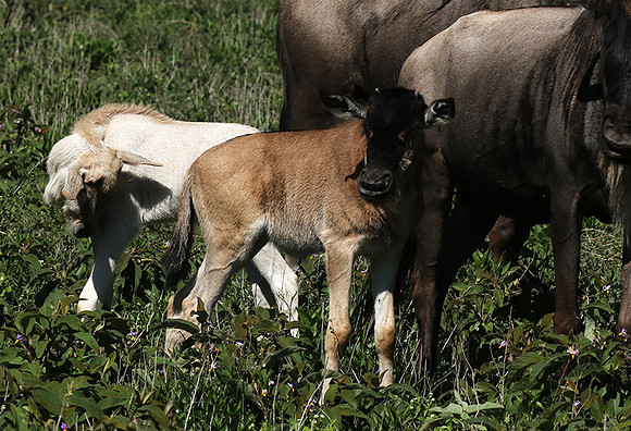 Serengeti
