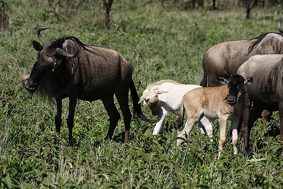 Serengeti