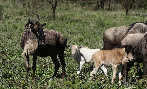 Serengeti